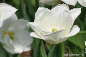 白色郁金香花语和象征含义是什么意思