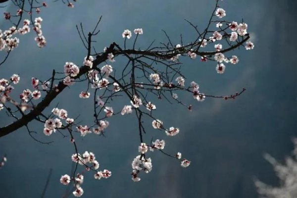 沾衣欲湿杏花雨，吹面不寒杨柳风是什么意思