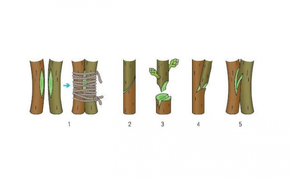 嫁接技术作用及教程