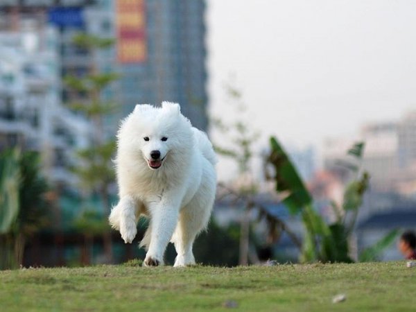 萨摩耶犬价格多少钱一只