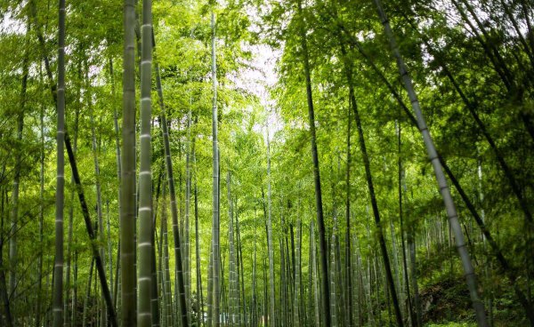 安吉必玩三大景点攻略