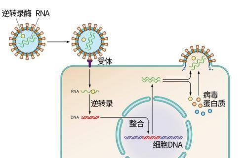 蝙蝠属于什么动物类型