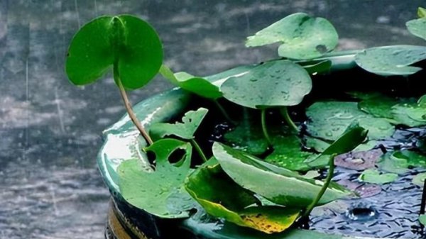 浙江梅雨季节是哪个月份