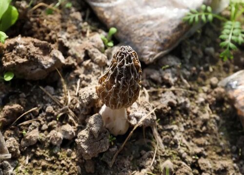 大棚种植什么最赚钱不愁销路