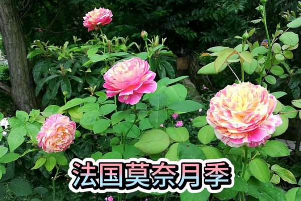 月季花的外貌特征及颜色样子特点介绍