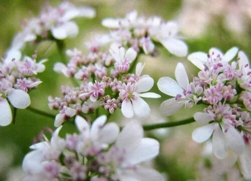 花语是孤独的花是什么花