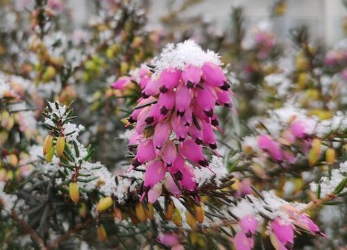 花语是孤独的花是什么花