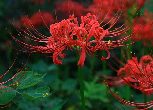 花语是孤独的花是什么花