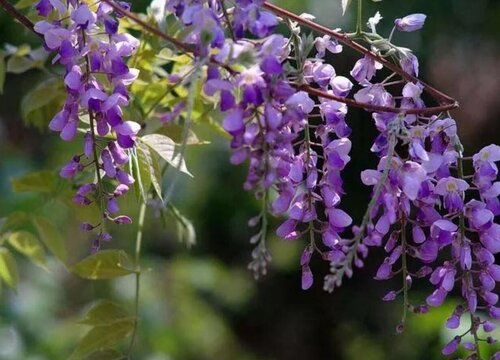 花语是孤独的花是什么花