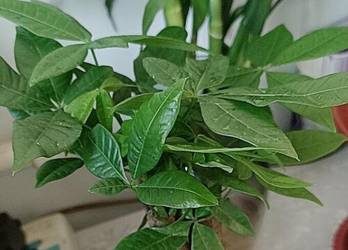 客厅适合养的18种植物及图片