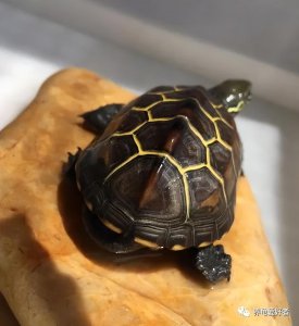 龟腐皮用什么药好得快一点 龟腐皮最有效的植料方法