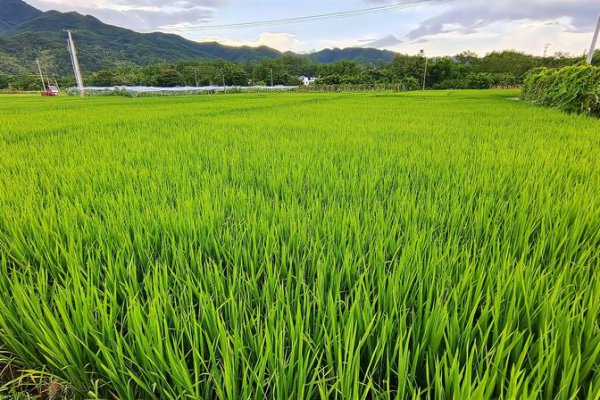 东富138水稻简介