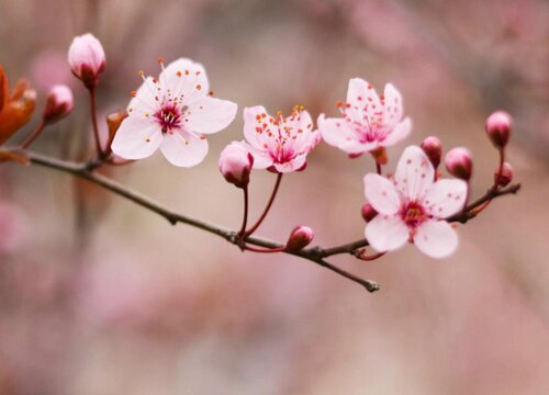 梅花什么季节开花