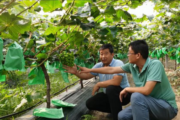 种植葡萄一亩要投资多少钱