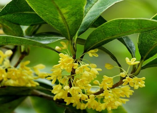 十二生肖中桂花代表什么生肖