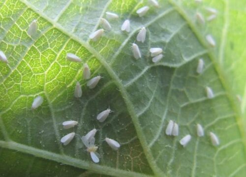 花有虫子喷什么药最有效