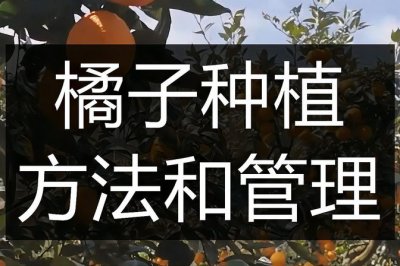 桔子种植技术与管理方法 桔子的栽种方法和注意事项