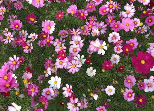 格桑花一年四季都可以播种吗