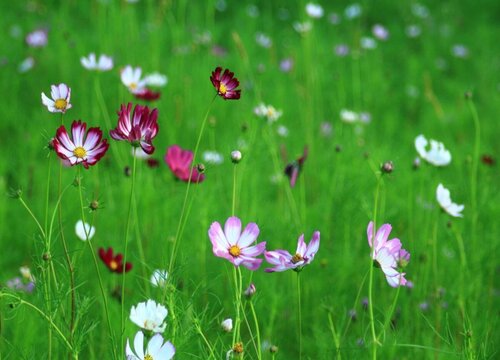 格桑花一年四季都可以播种吗