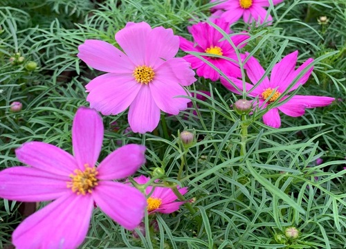 格桑花一年四季都可以播种吗