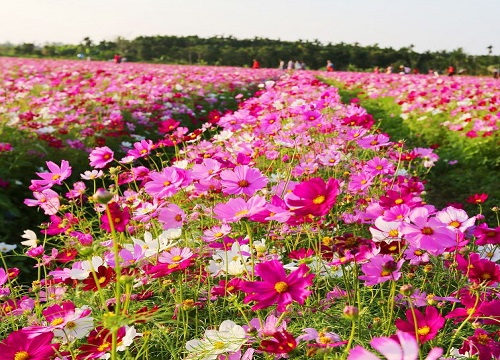 花种子什么季节种最好