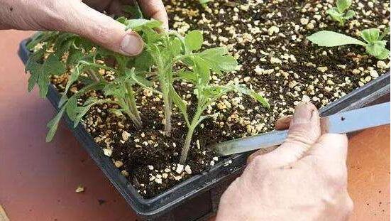 浇花用食醋还是白醋