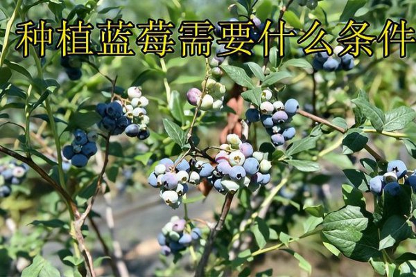 蓝莓生长环境条件PH条件和季节