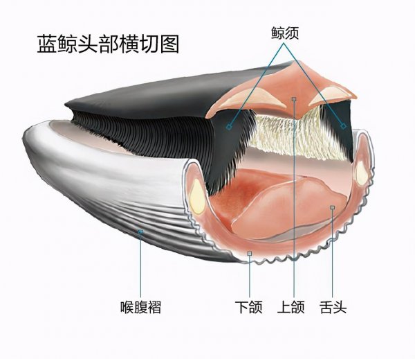 潜水员被鲸鱼吞下怎么办