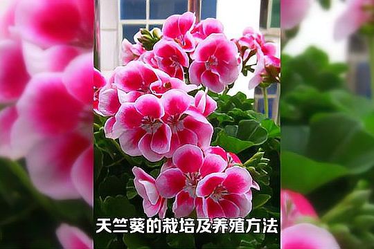 养不死四季开花的花卉