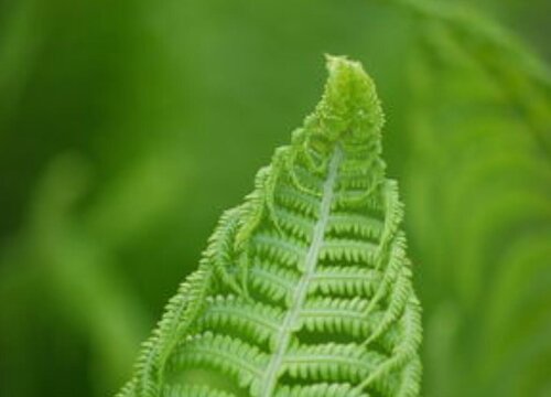 蕨类植物生活环境及形态特征介绍