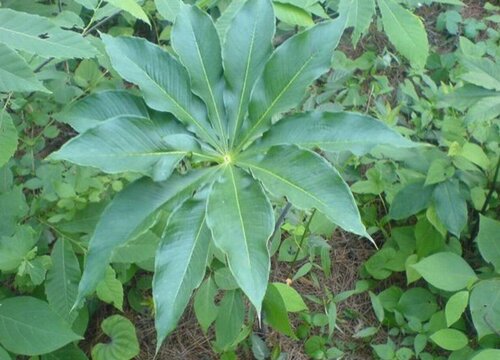 七叶一枝花种植技术与栽培管理要点