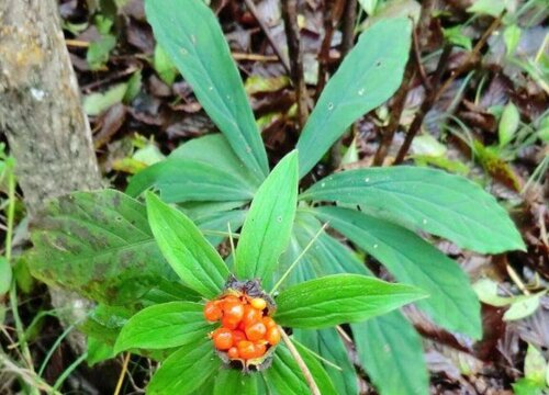 七叶一枝花种植技术与栽培管理要点