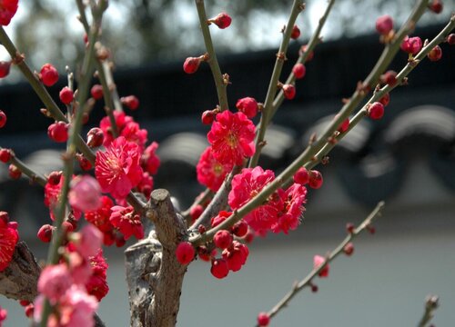 梅花的颜色有几种颜色