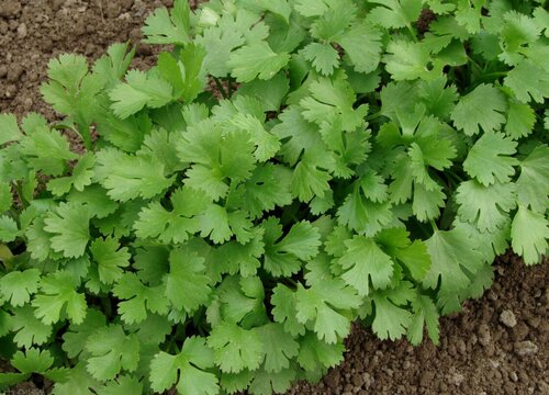 香菜11月份种植多久有收获