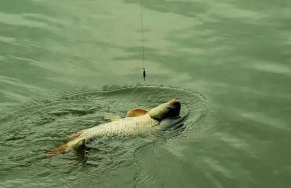 浮钓草鱼钓多深水合适