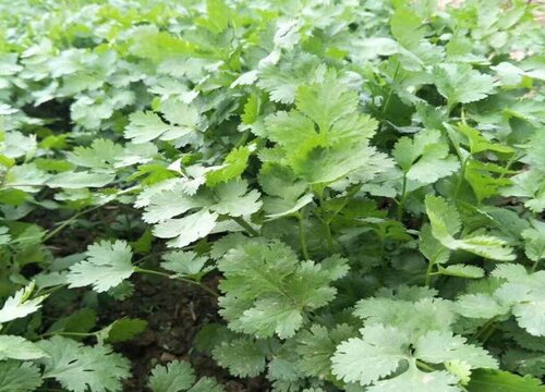 大芫荽和香菜的区别图片