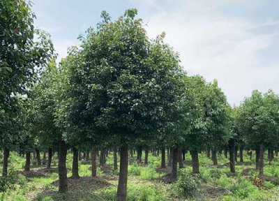 防止树木冻死的方法 防止树木在寒冷的冬天冻害的方法