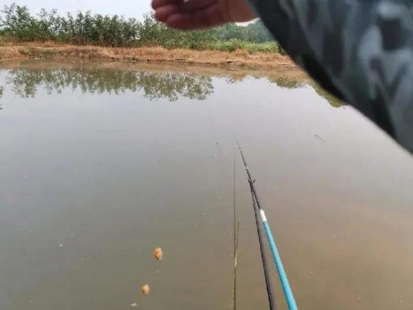 夏天钓鲤鱼在浅水还是深水好