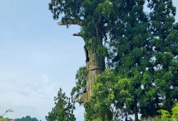 景宁畲族自治县旅游景点攻略