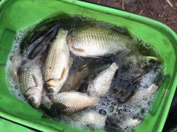 钓鲫鱼的饵料配方