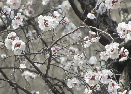 什么花在春天开