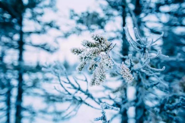 赞美冬天雪景的诗句