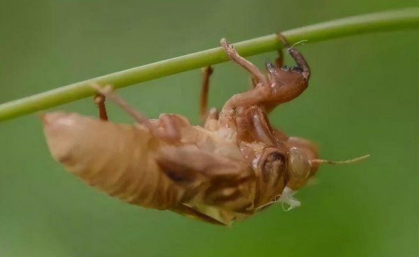 知了猴几月份从土里出来