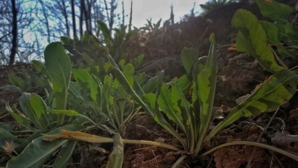 农村土地种植什么药材最挣钱