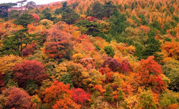 妙峰山在哪里