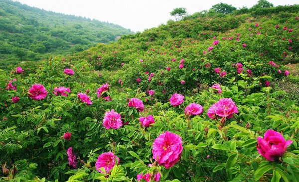 妙峰山在哪里