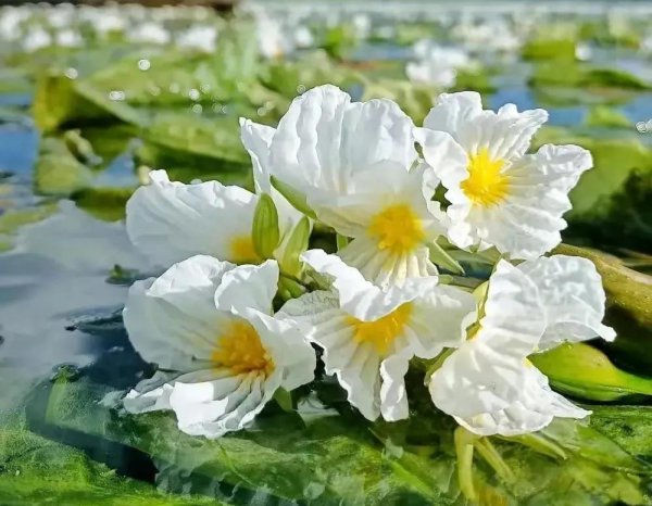 水性杨花什么意思