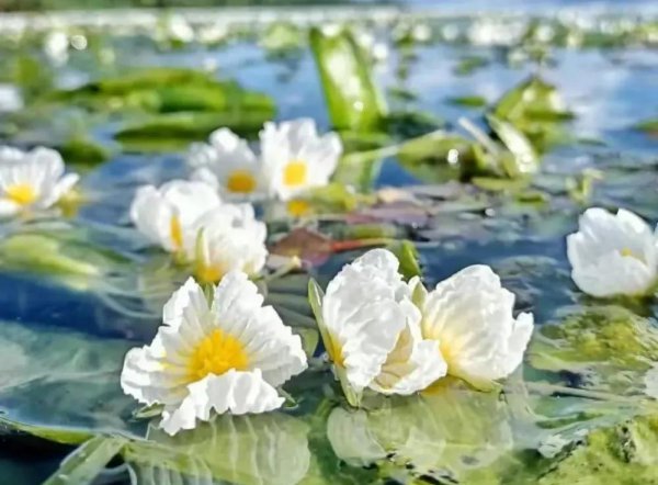 水性杨花什么意思