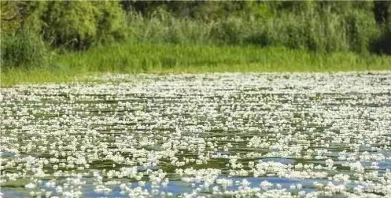 水性杨花什么意思