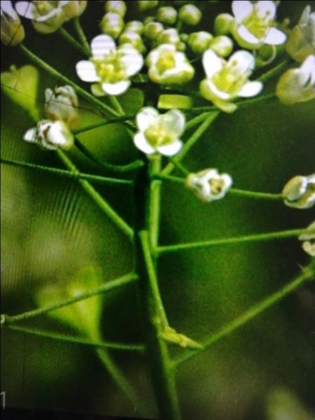 北方人爱吃的荠菜什么季节有